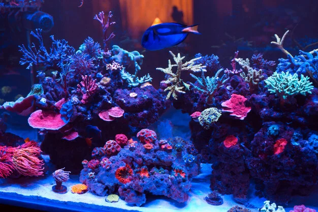 Des tables aquariums pour votre salon